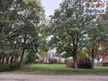 Großzügiger Bauplatz in Dorflage mit herrlichem Baumbestand, 27318 Hilgermissen, Wohngrundstück