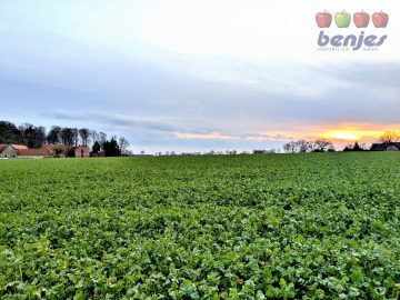 Verkauf: 8,48 ha Ackerland in der Gemarkung Homfeld, 27305 Bruchhausen-Vilsen / Homfeld, Ackerbau