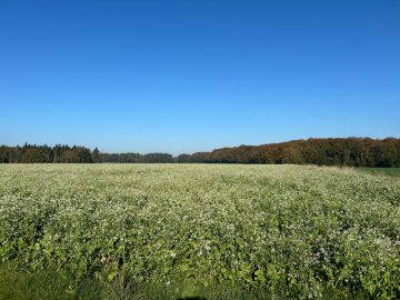 Ackerland in Neubruchhausen – Verkauf im Bieterverfahren bis 05.12.2024!, 27211 Bassum / Neubruchhausen, Land-/Forstwirtschaft